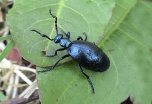 Oil beetle on a leaf