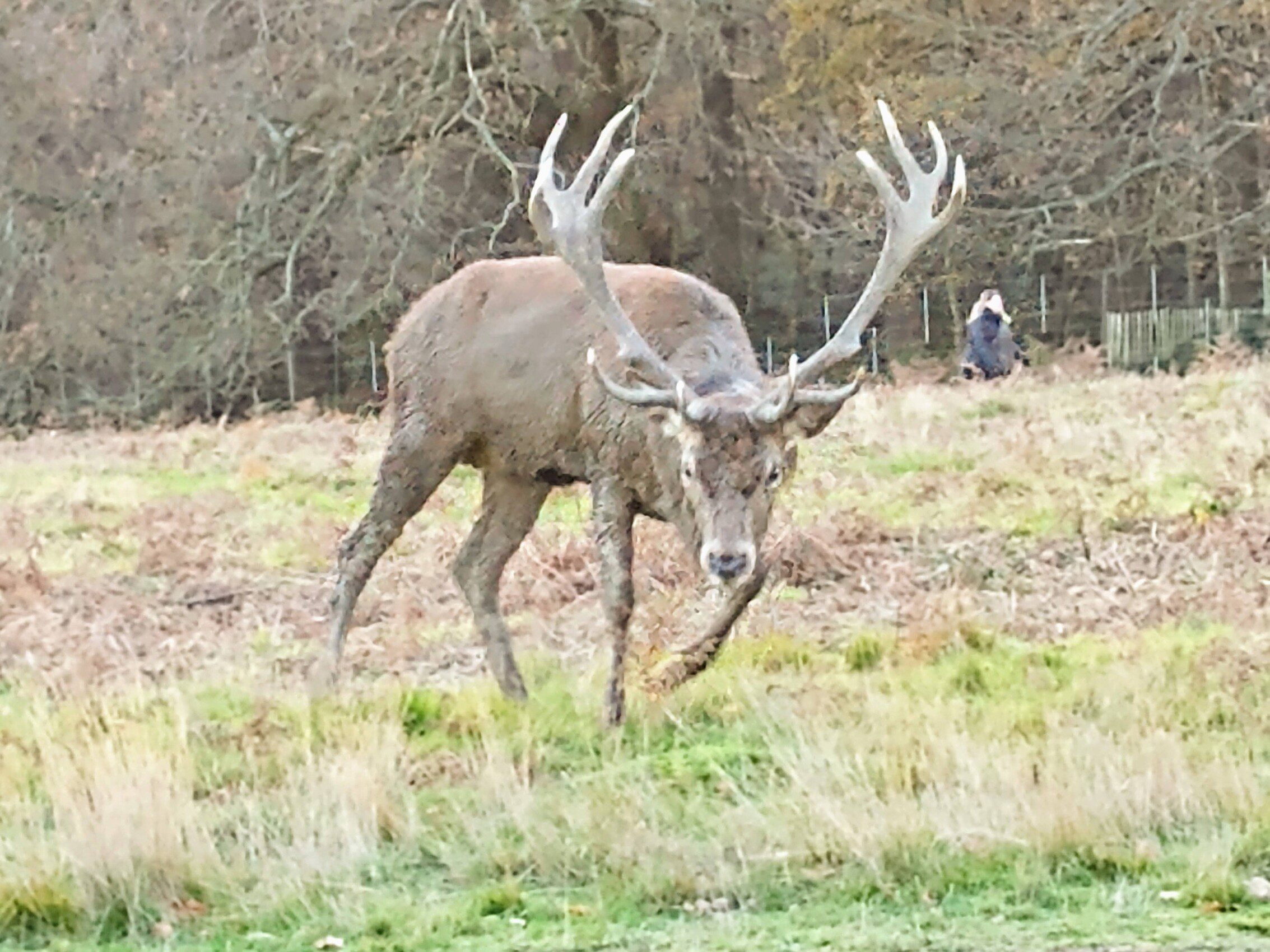 Deer photo taken by Daisy